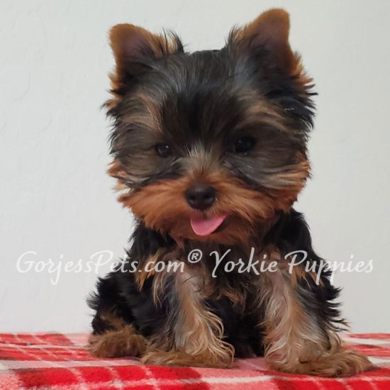 Yorkie breeders near me - GorjessPets.com - image